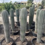 Kardón obrovský (Pachycereus pringlei) ´3v1´ - výška 120-140 cm, kont. C50L (-4°C) - STARÝ A VZÁCNY EXEMPLÁR 